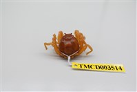 藏品(短指和尚蟹)的圖片